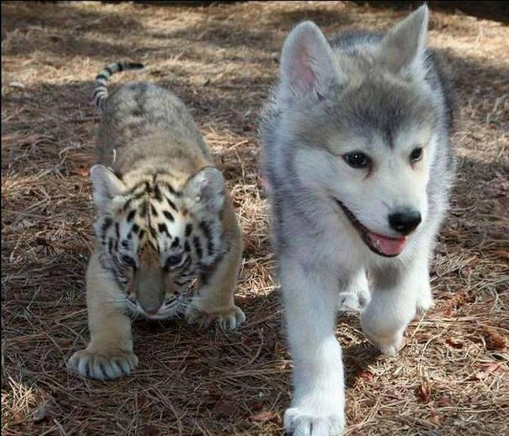 20 Beautiful Images Showing an Animal's Unconditional Love - Tiger cub and Husky puppy.