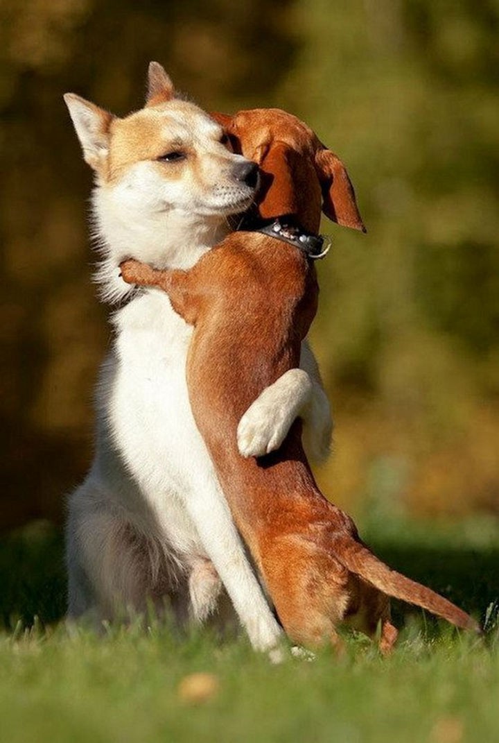 Two dogs hugging each other.