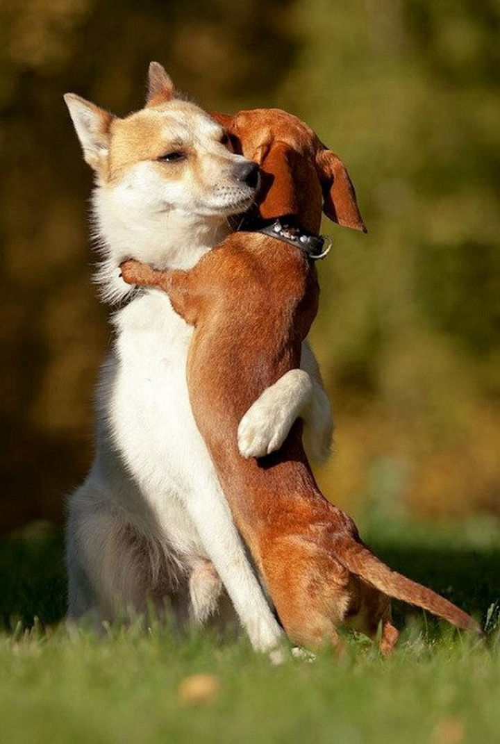 20 Beautiful Images Showing an Animal's Unconditional Love - Two dogs hugging each other.