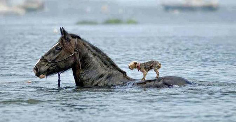20 Beautiful Photos Showcasing the Power of Unconditional Love in Animals