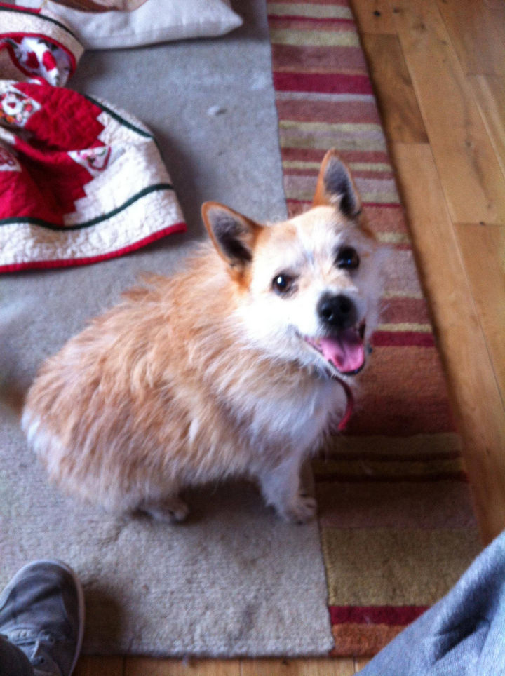 21 Mixed Breed Dogs: Pomeranian + Jack Russell terrier = Jack-A-Ranian