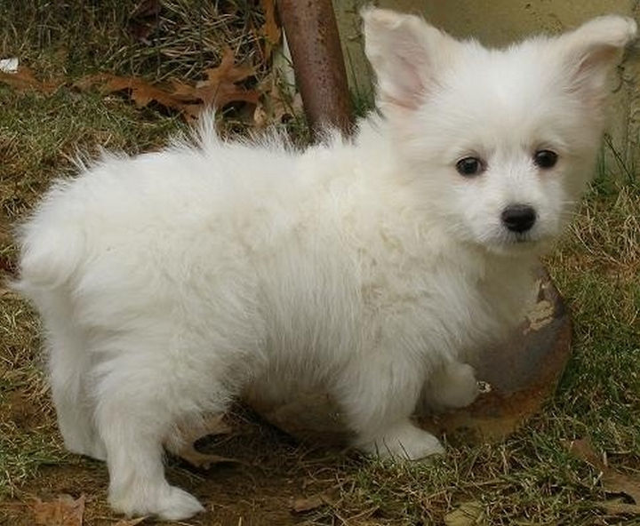 21 Mixed Breed Dogs: Corgi + Toy Poodle = Corgipoo