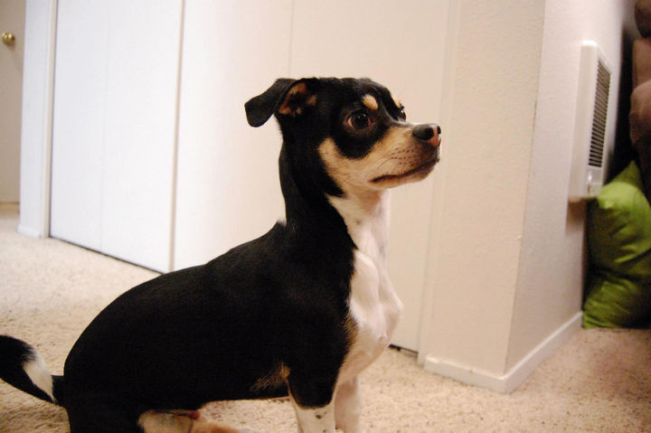 21 Mixed Breed Dogs: Chihuahua + Dachshund = Chiweenie