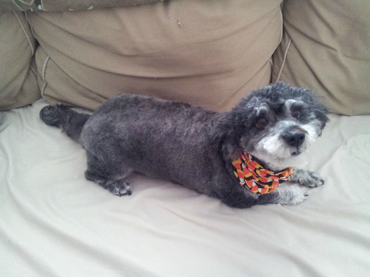 21 Mixed Breed Dogs: Poodle + Schnauzer = Schnoodle