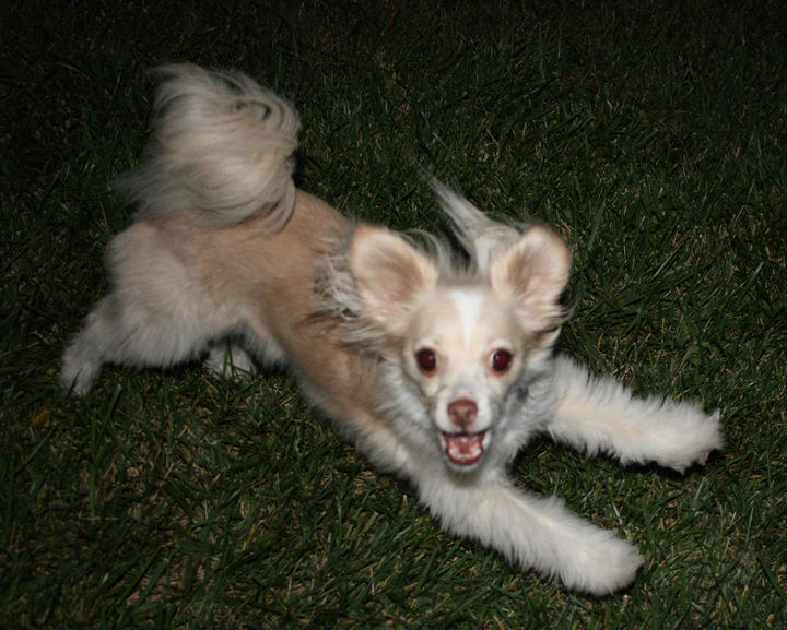 21 Mixed Breed Dogs: Chihuahua + Jack Russel + Papillon = Cuteness :)