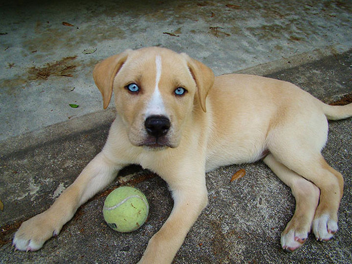 15+ Anjing labrador mix golden information