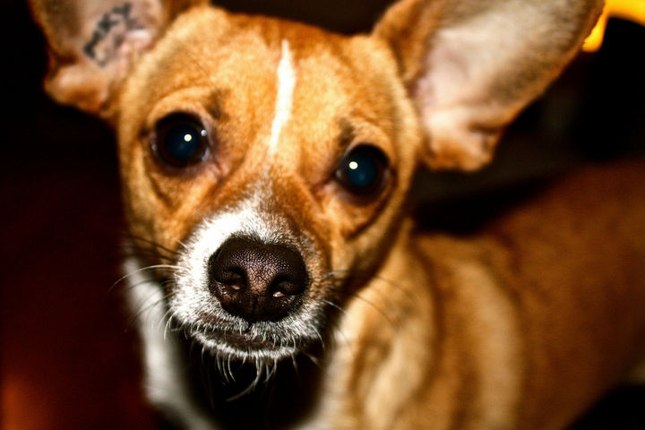 21 Mixed Breed Dogs That Are So Cute You Ll Fall In Love