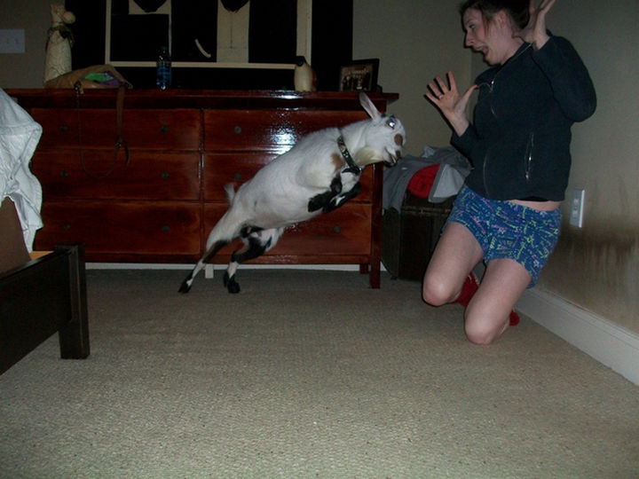25 Photos Before Disaster Strikes - Attack of the jumping goats.