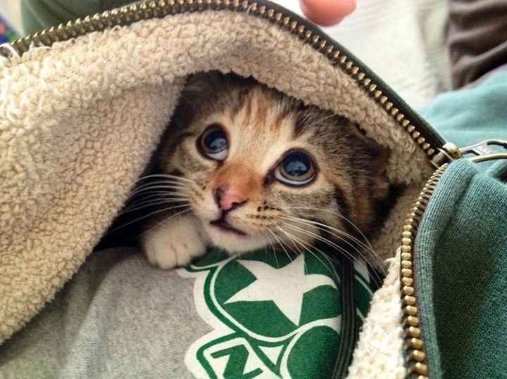 29 Cute Baby Animals So Adorable They Will Take Your Cares Away