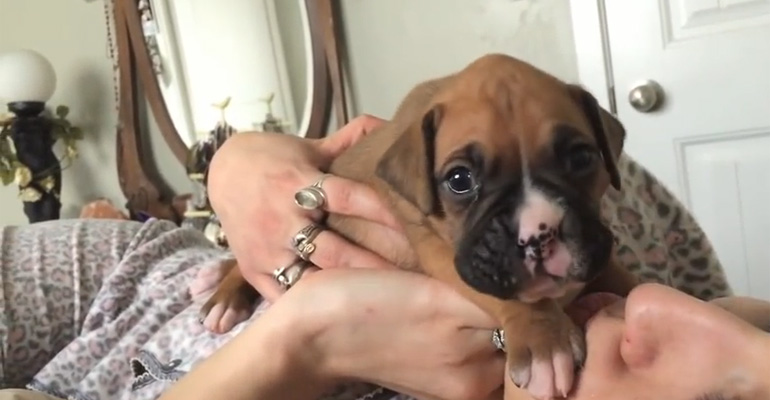 3-Week-Old Howling Boxer Puppy Will Leave YOU Howling.