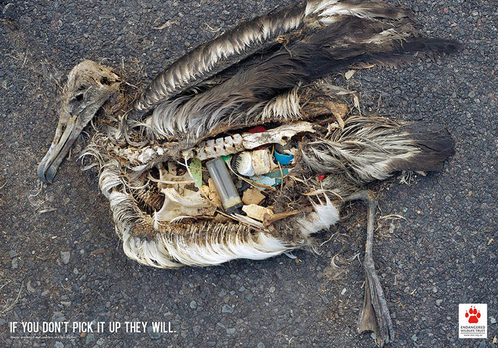 36 Social Awareness Posters - The Endangered Wildlife Trust: Bird conservation - If you don't pick it up they will.