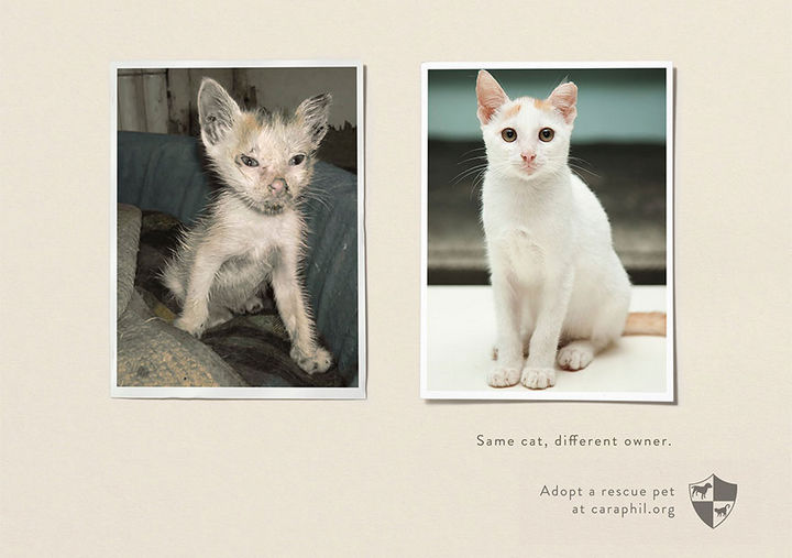 36 Social Awareness Posters - CARA Welfare Philippines: Same cat, different owner.