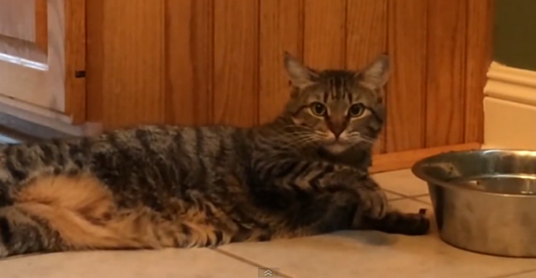 All This Adorably Lazy Cat Needs Is a Couple of Servants to Fan and Feed Her