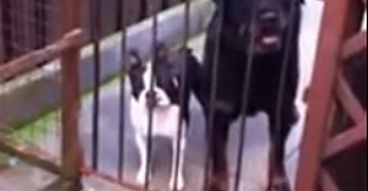 Boston Terrier Dog says hello Back after His Owner Says Hello.