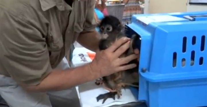 Cute Newborn Spider Monkey Izzie Is Saved from Poachers.