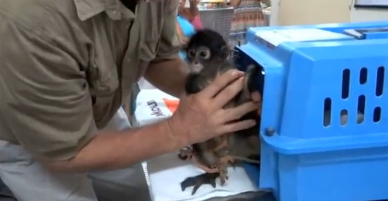Cute Newborn Monkey Would Have Died at the Hands of Poachers If It Wasn’t for This Miracle