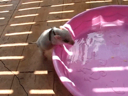 22 mini pigs - All you need is a kiddie pool, and you'll get to enjoy cuteness all summer long.
