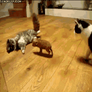 22 mini pigs - Throw in a couple of cats and watching them will take your cares away.
