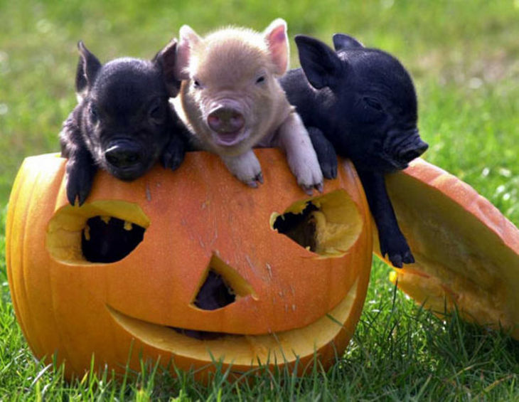 22 mini pigs - Mini pigs make any occasion or holiday even more special.