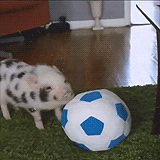 22 mini pigs - They're curious and love to play with everything.