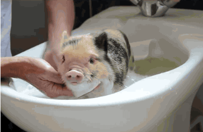 22 mini pigs - They are cleaner than you think and love a good bath.