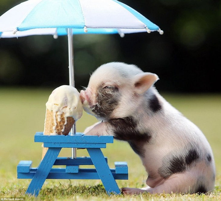 22 mini pigs - They also know there is always room for dessert.