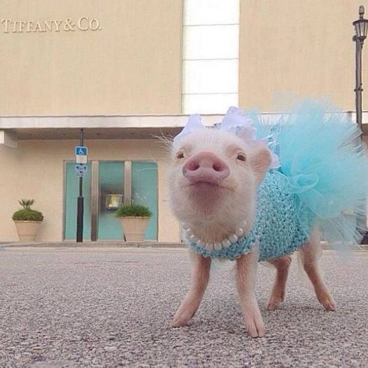 22 mini pigs - They like to go outside in style.