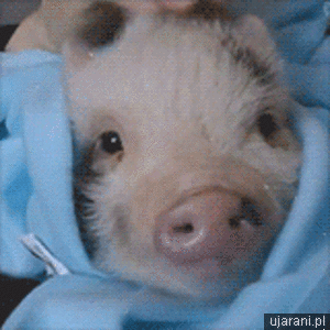 22 mini pigs - They like to snuggle.
