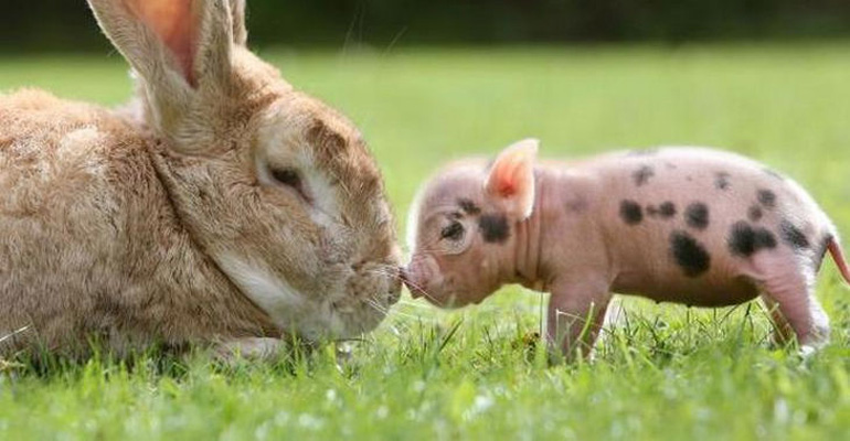 Here Are 22 Things Only Mini Pig Owners Will Understand