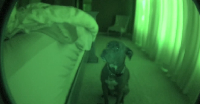 His Pit Bull Did the Same Thing Early Every Morning so He Set up a Night Cam