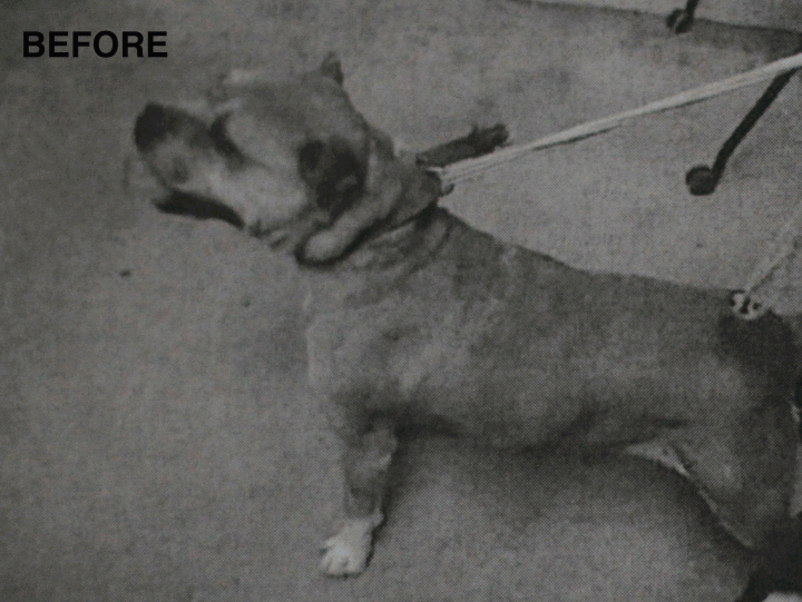 How One Picture Is Saving the Lives of Shelter Animals 02