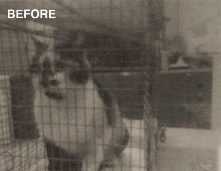 How One Picture Is Saving the Lives of Shelter Animals 04