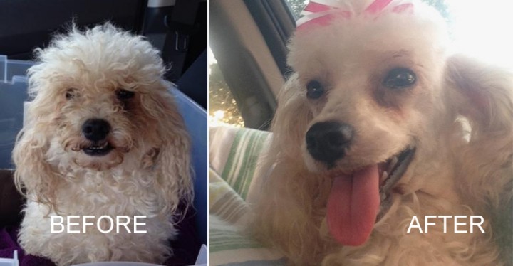 How One Picture Is Saving the Lives of Shelter Animals  Featured