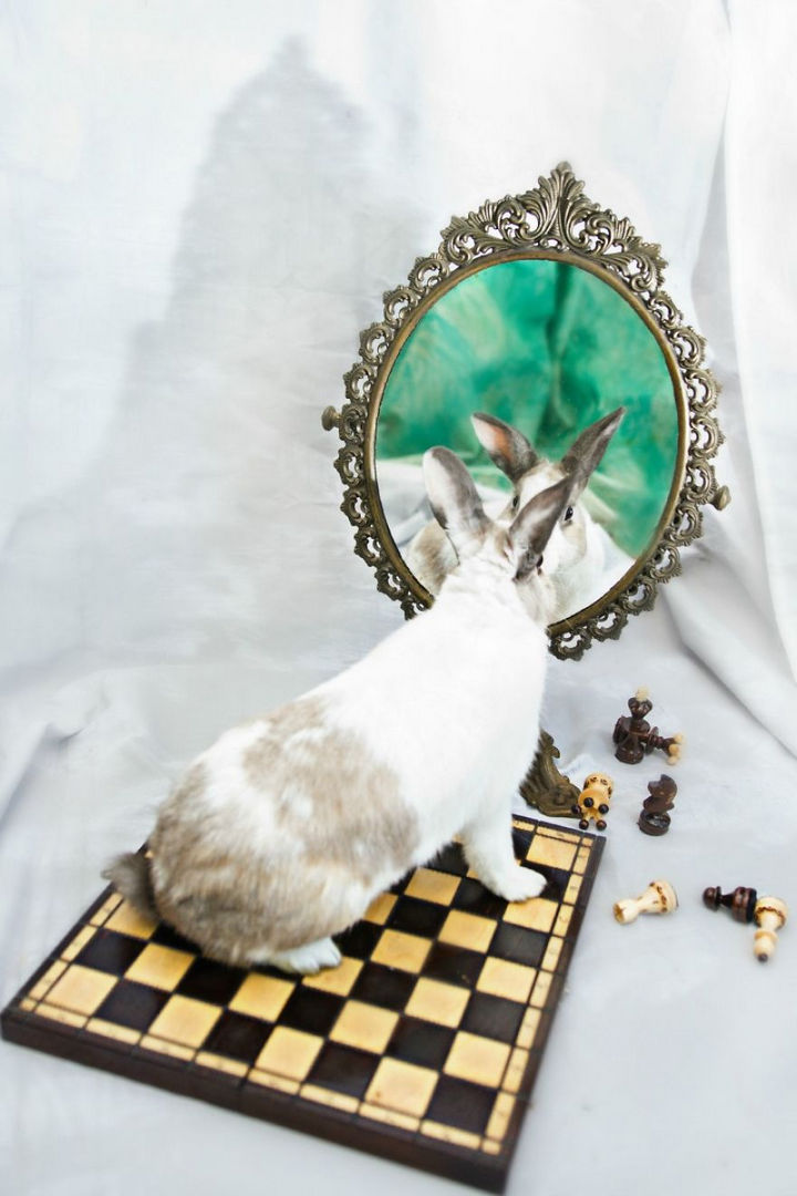 Through the looking-glass and chessboard.