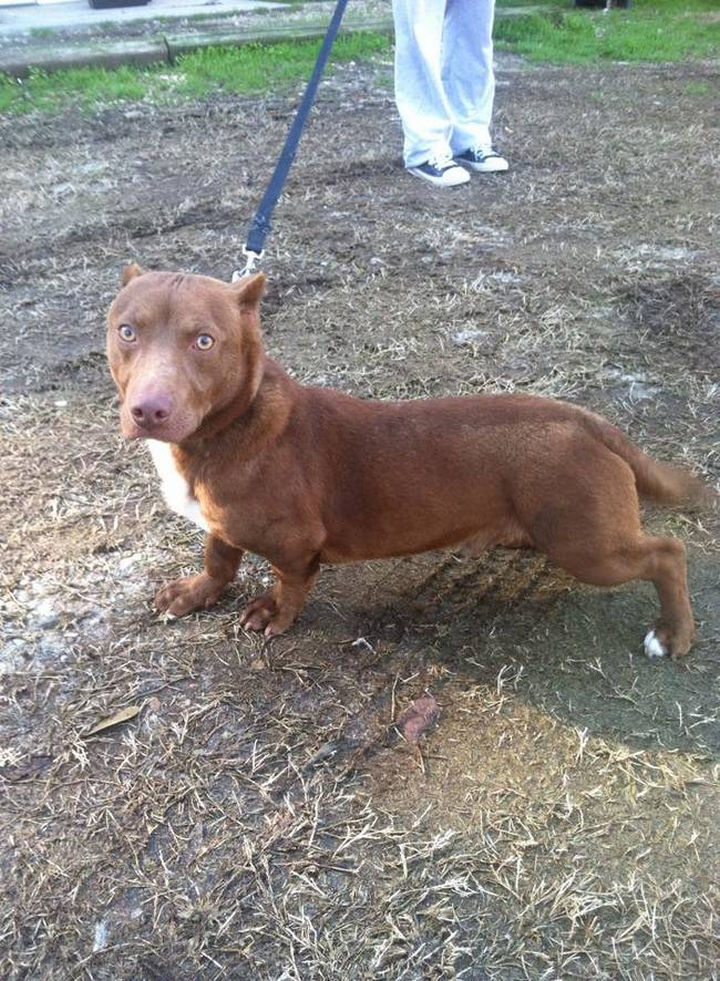 Pit Bull, Dachshund Mix Puppy That Thousands Want to Adopt
