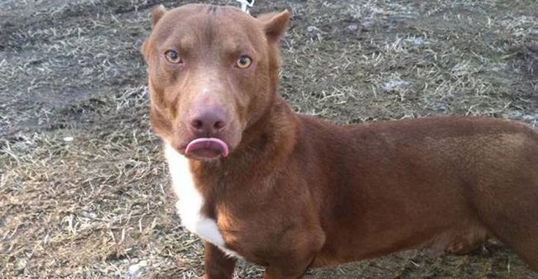 This Infamous Pit Bull and Dachshund Mix Puppy Has Thousands of Adoption Applicants