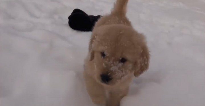 Annie the Golden Retriever Puppy Playing in the Snow for the First Time with Her Brother.