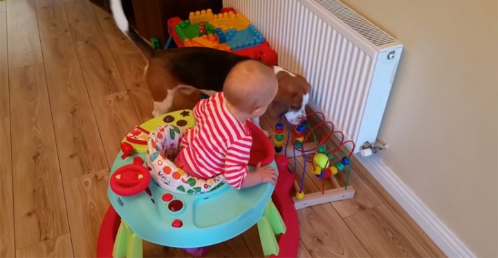 This Adorable Babysitting Dog Beagle Teaches Us Why Dogs Belong with Kids.