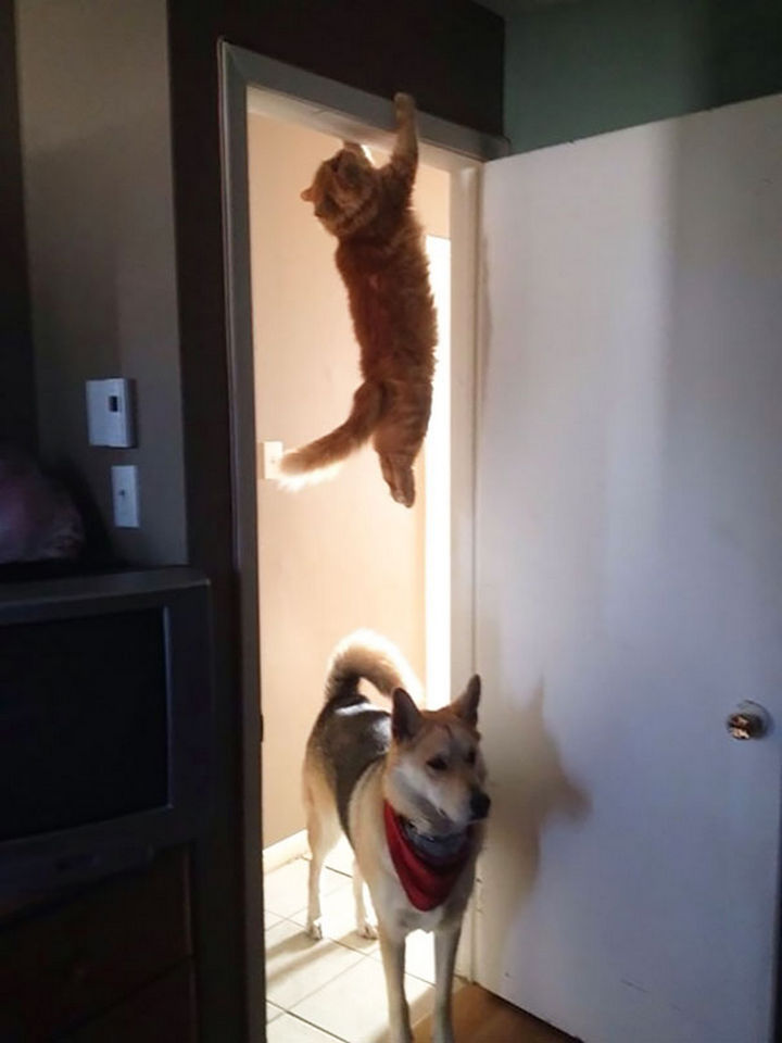 27 Stealthy Ninja Cats - This dog has no idea of the impeding danger he will soon face.
