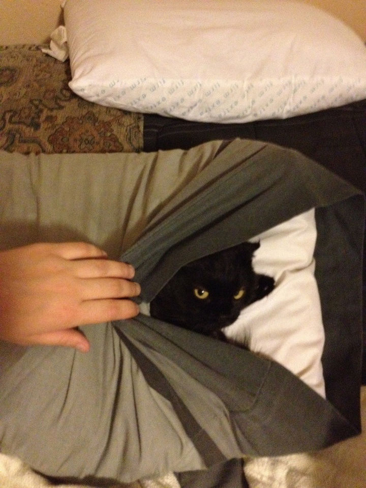 27 Stealthy Ninja Cats - You never know where they will hide.