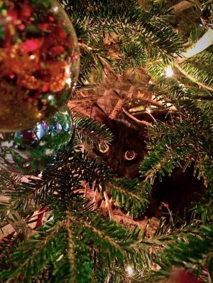 27 Stealthy Ninja Cats - A Christmas tree always creates a good cover.