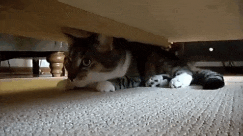 27 Stealthy Ninja Cats - Am I over here...or over here?