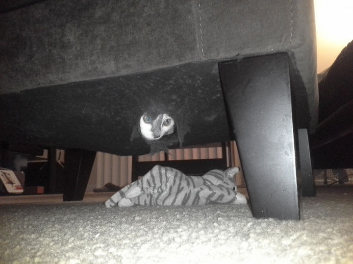 27 Stealthy Ninja Cats - Sofas make for good hiding places...