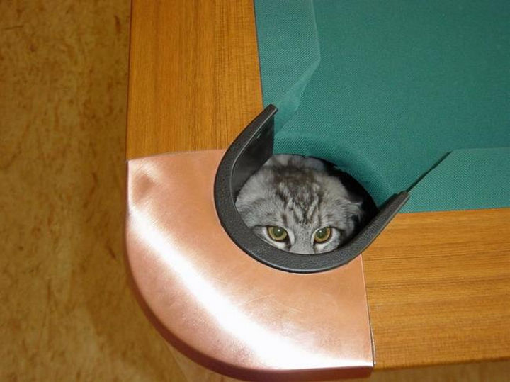 27 Stealthy Ninja Cats - Pool tables make good hiding places.