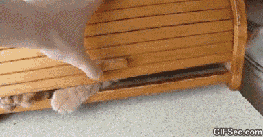 27 Stealthy Ninja Cats - Bread boxes make good hiding places.