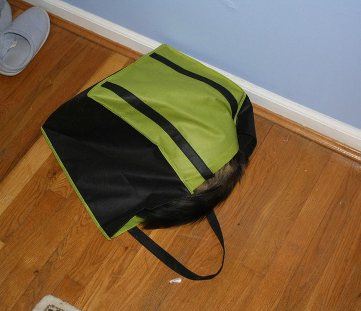 27 Stealthy Ninja Cats - Basically any bag that is lying around makes a good hiding place.