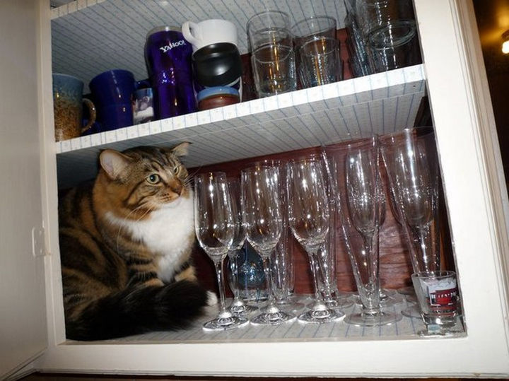 27 Stealthy Ninja Cats - Cats and expensive wine glasses don't mix.
