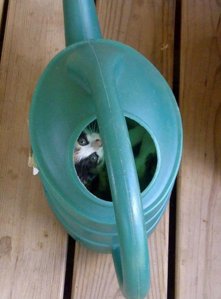 27 Stealthy Ninja Cats - The watering can is the last place they'll look.