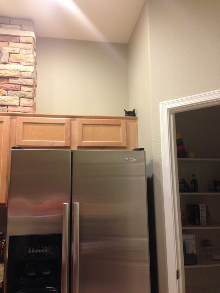 27 Stealthy Ninja Cats - The can scale any wall.