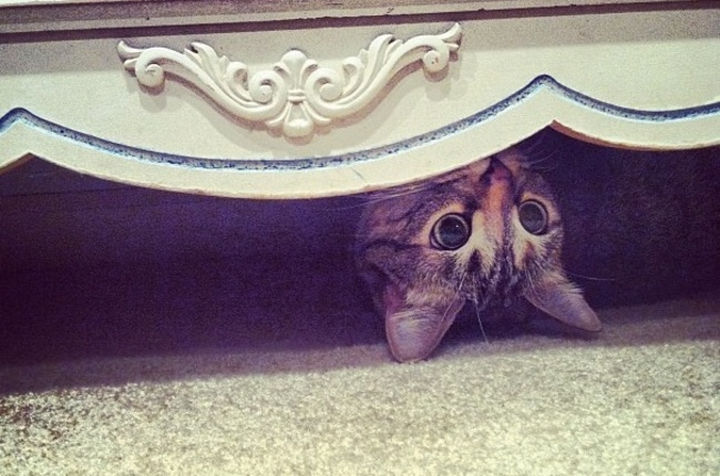 27 Stealthy Ninja Cats - Hanging out under the dresser.